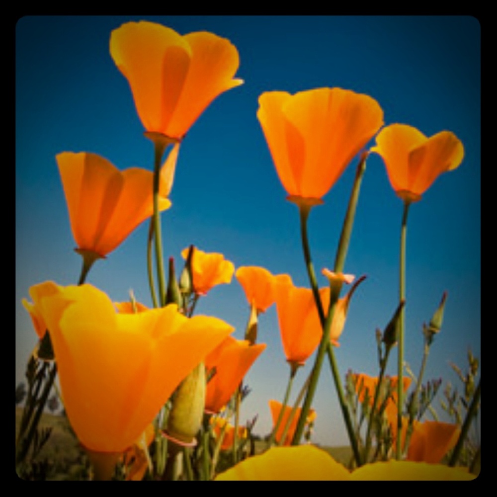 Meet your Posher, Jenny